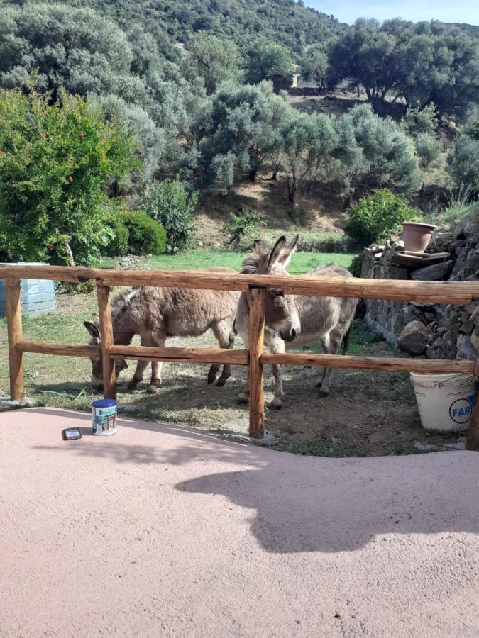 B&B Sa Funtana Cardedu Buitenkant foto