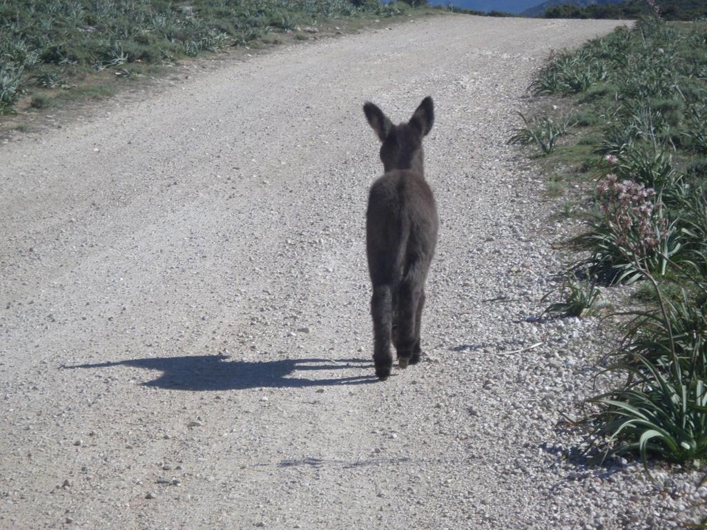 B&B Sa Funtana Cardedu Buitenkant foto